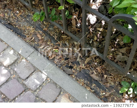Pavement Next to a Causeway With Leaves and a Fence in a Sunny Outdoor Area Pavement Next to a Causeway With Leaves and a Fence in a Sunny Outdoor Area 139277677