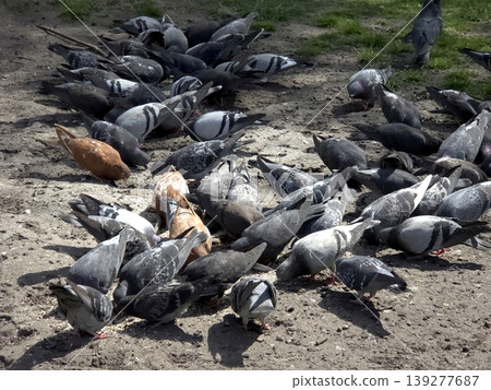 Pigeons Gather on the Ground to Eat Seeds During the Afternoon in a Park Pigeons Gather on the Ground to Eat Seeds During the Afternoon in a Park 139277687