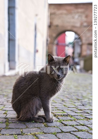Cats and the Arch of the Benevento Blessed Sacrament Cats and the Arch of the Benevento Blessed Sacrament 139277723