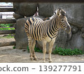 動物園、動物保護區裡的斑馬，友善的，近距離拍攝 139277791