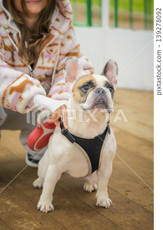 French bulldog sits on wooden floor, woman owner of dog holds leash, showing dog care and pet training. Concept of dog companionship, family bonding, adoption, walking routine French bulldog sits on wooden floor, woman owner of dog holds leash, showing dog care and pet training. Concept of dog companionship, family bonding, adoption, walking routine 139278092