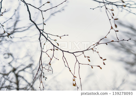 Tree branch with buds against blurred sky, close up of branch detail during early spring. Natural background for seasonal growth, plant cycle, renewal, weather change, copy space 139278093