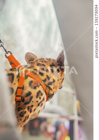 Back view of French bulldog with creative leopard style fur coloring and orange harness near feet of its owner . Concept of creative pet grooming, pet styling, fashion service and Health risks Back view of French bulldog with creative leopard style fur coloring and orange harness near feet of its owner . Concept of creative pet grooming, pet styling, fashion service and Health risks 139278094