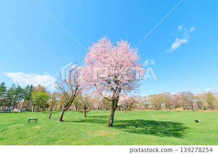 Cherry blossoms and blue sky Cherry blossoms and blue sky 139278254