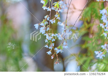 Up bamboo cherry blossoms Up bamboo cherry blossoms 139278264