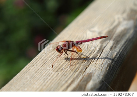 Cute little dragonfly Cute little dragonfly 139278307