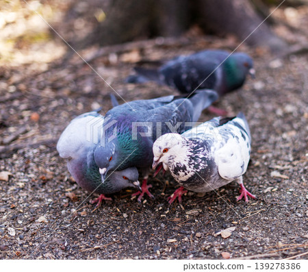Group of pigeons eating grains on ground. Urban birds flock searching for food in park. Wildlife nature concept, animal behavior in city environment, birdwatching in summer forest. Group of pigeons eating grains on ground. Urban birds flock searching for food in park. Wildlife nature concept, animal behavior in city environment, birdwatching in summer forest. 139278386
