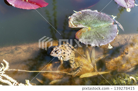 marsh frog close up in pond water or lake among leaves of water lilies Rana or Pelophylax ridibundus wild animals zoology amphibian selective focus marsh frog close up in pond water or lake among leaves of water lilies Rana or Pelophylax ridibundus wild animals zoology amphibian selective focus 139278415
