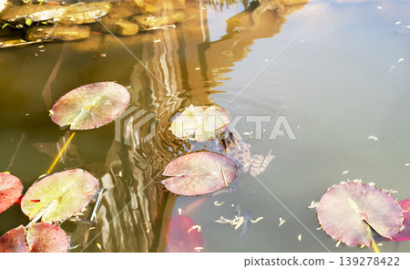 marsh frog close up in pond water or lake among leaves of water lilies Rana or Pelophylax ridibundus wild animals zoology amphibian selective focus marsh frog close up in pond water or lake among leaves of water lilies Rana or Pelophylax ridibundus wild animals zoology amphibian selective focus 139278422