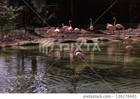 Peaceful flock of elegant pink flamingos in a natural pond environment Peaceful flock of elegant pink flamingos in a natural pond environment 139278483