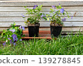 Vinca minor purple flowers in pots by wooden garden wall 139278845