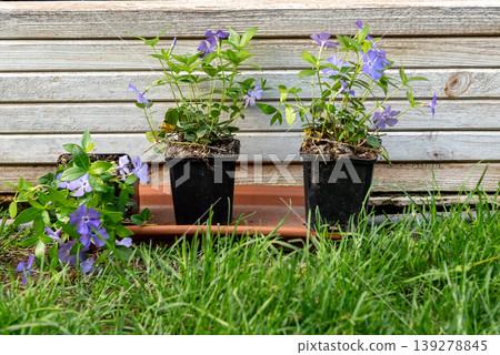 Vinca minor purple flowers in pots by wooden garden wall 139278845