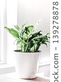 Spathiphyllum Vertical Shot 139278878