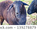 A ram on a farm 139278879
