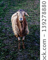 Brown sheep on a farm 139278880