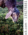 A brown sheep eats grass 139278881