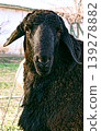 Close-up of a ram on a farm 139278882