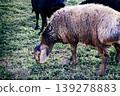 Sheep on a farm 139278883