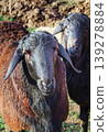 Close-up of sheep on a farm 139278884