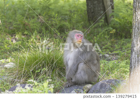 Wild Japanese macaques Wild Japanese macaques 139279415
