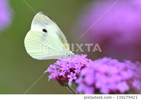 Cabbage White (Small Cabbage White) Cabbage White (Small Cabbage White) 139279421