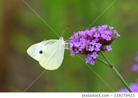 Cabbage White (Small Cabbage White) 139279423