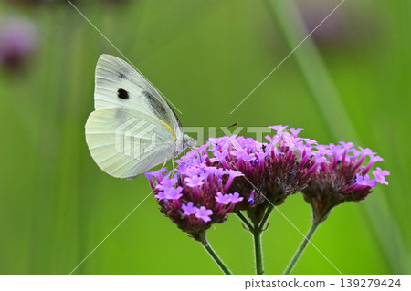 Cabbage White (Small Cabbage White) Cabbage White (Small Cabbage White) 139279424