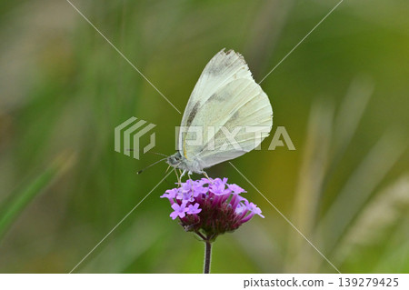 Cabbage White (Small Cabbage White) Cabbage White (Small Cabbage White) 139279425