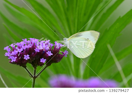 Cabbage White (Small Cabbage White) Cabbage White (Small Cabbage White) 139279427