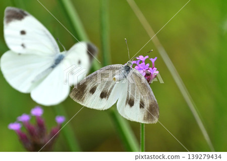 Cabbage White (Small Cabbage White) 139279434