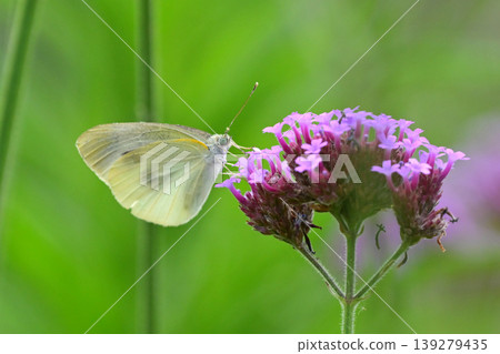 Cabbage White (Small Cabbage White) Cabbage White (Small Cabbage White) 139279435