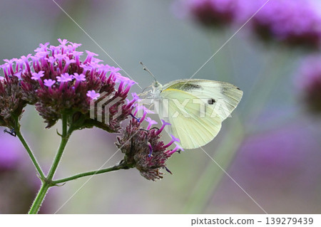 Cabbage White (Small Cabbage White) 139279439