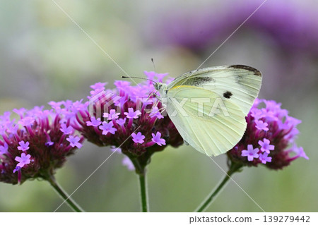 Cabbage White (Small Cabbage White) Cabbage White (Small Cabbage White) 139279442