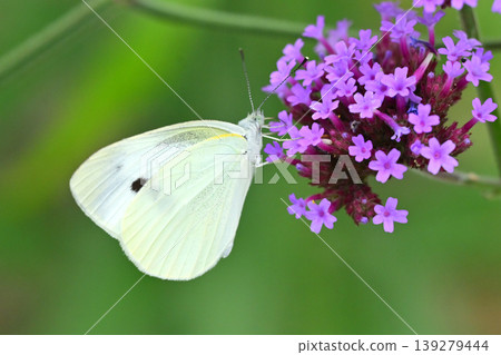 Cabbage White (Small Cabbage White) 139279444