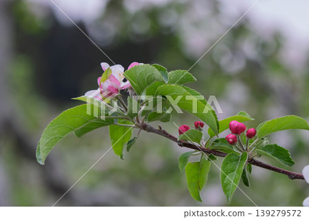 一朵蘋果花 139279572
