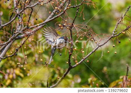A scene of a brown-eared bulbul in flight eating the berries of a chinaberry tree in an acrobatic position. 139279602