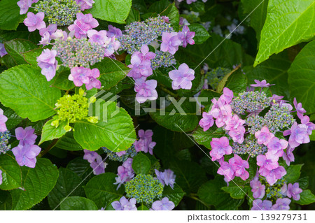 Hydrangeas (Oita City, Oita Prefecture) Hydrangeas (Oita City, Oita Prefecture) 139279731