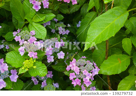 Hydrangeas (Oita City, Oita Prefecture) Hydrangeas (Oita City, Oita Prefecture) 139279732