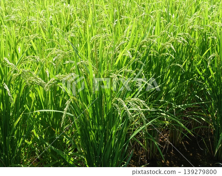 Rice field image Rice field image 139279800