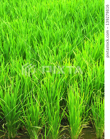 Rice field image Rice field image 139279816