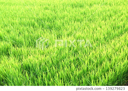 Rice field image Rice field image 139279823