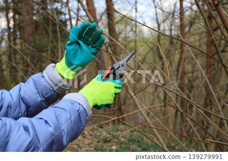 Gardener wearing turquoise gloves trims thorny branches with scissors in a spring garden. Concept for spring gardening and homesteading, tree care Gardener wearing turquoise gloves trims thorny branches with scissors in a spring garden. Concept for spring gardening and homesteading, tree care 139279991