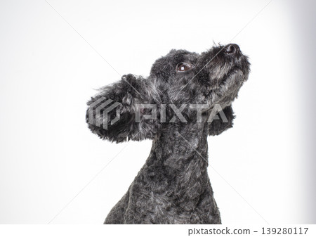 黑色玩具貴賓犬，背部白色，面向上方 139280117