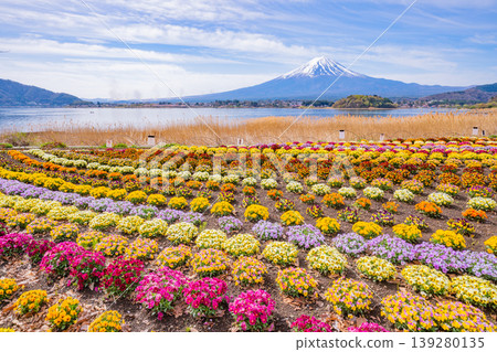 (Yamanashi Prefecture) Mount Fuji can be seen from Kawaguchiko Oishi Park, where colorful flowers are beautiful. (Yamanashi Prefecture) Mount Fuji can be seen from Kawaguchiko Oishi Park, where colorful flowers are beautiful. 139280135