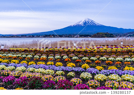 (山梨縣)從河口湖大石公園可以看到富士山,那裡鮮花盛開,景色優美。 (山梨縣)從河口湖大石公園可以看到富士山,那裡鮮花盛開,景色優美。 139280137