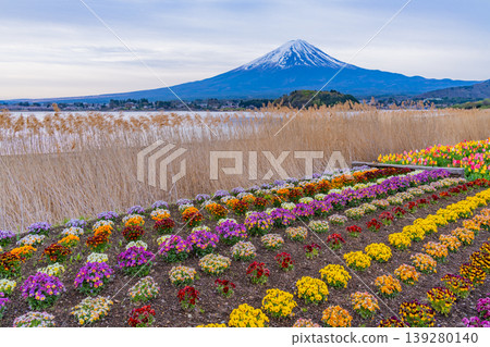 (Yamanashi Prefecture) Mount Fuji can be seen from Kawaguchiko Oishi Park, where colorful flowers are beautiful. (Yamanashi Prefecture) Mount Fuji can be seen from Kawaguchiko Oishi Park, where colorful flowers are beautiful. 139280140