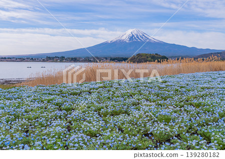 （山梨縣）從河口湖大石公園眺望富士山，那裡的粉蝶花非常美麗。 139280182