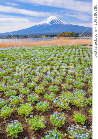 （山梨縣）從河口湖大石公園眺望富士山，那裡的粉蝶花非常美麗。 139280186