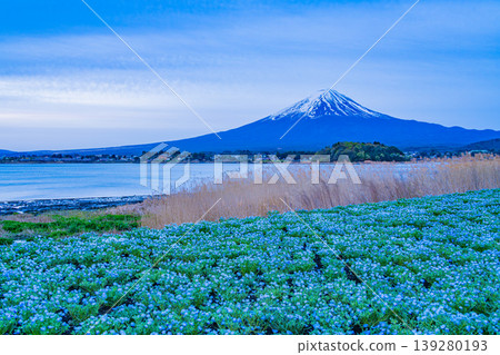 (Yamanashi Prefecture) Mount Fuji from Kawaguchiko Oishi Park, where the nemophila flowers are beautiful. (Yamanashi Prefecture) Mount Fuji from Kawaguchiko Oishi Park, where the nemophila flowers are beautiful. 139280193