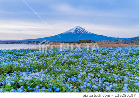 （山梨縣）從河口湖大石公園眺望富士山，那裡的粉蝶花非常美麗。 139280197
